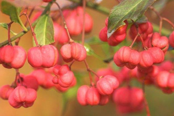 1551584_472103126227601_1790084227_n