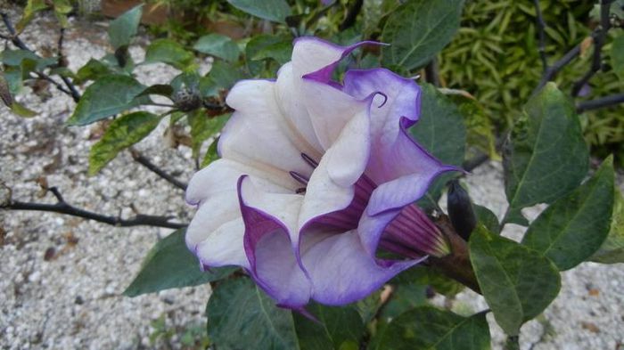 1555496_471284156309498_656754732_n