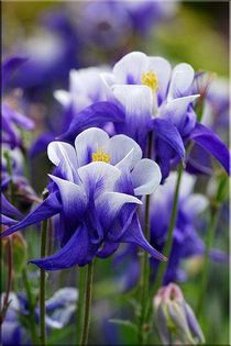 1557491_472257356212178_38063793_n