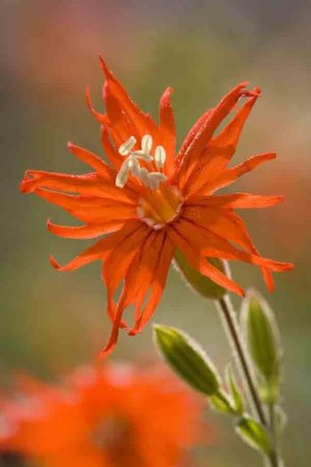 1560487_466981303406450_388514189_n