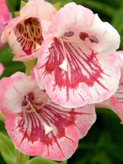 1560734_472253249545922_1901752228_n