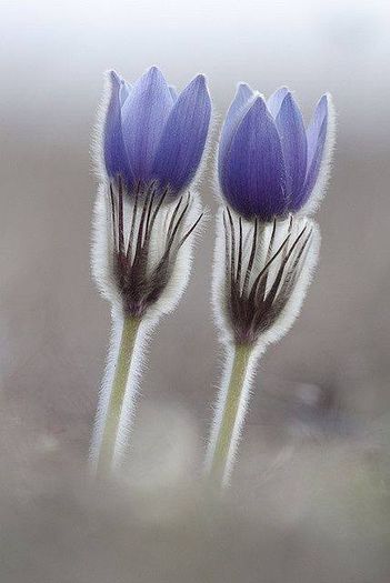 1601235_474820215955892_1625534214_n