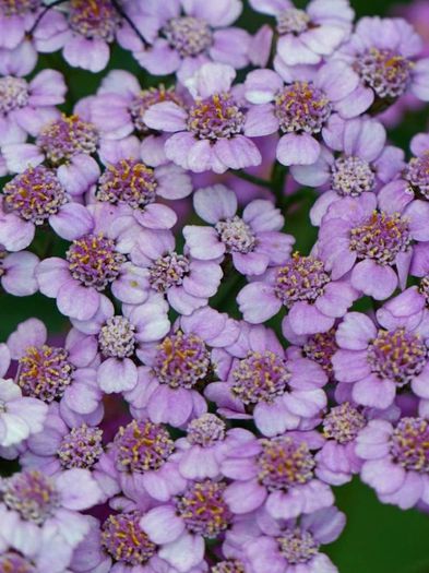 1601584_467695216668392_914235566_n