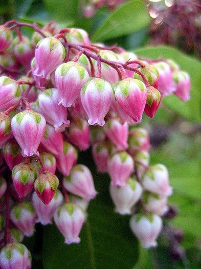 1604578_473281869443060_1915932137_n