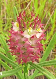 1604686_468260109945236_1776928815_n