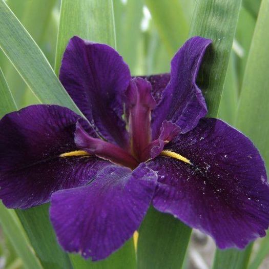 1606996_473918849379362_919680242_n