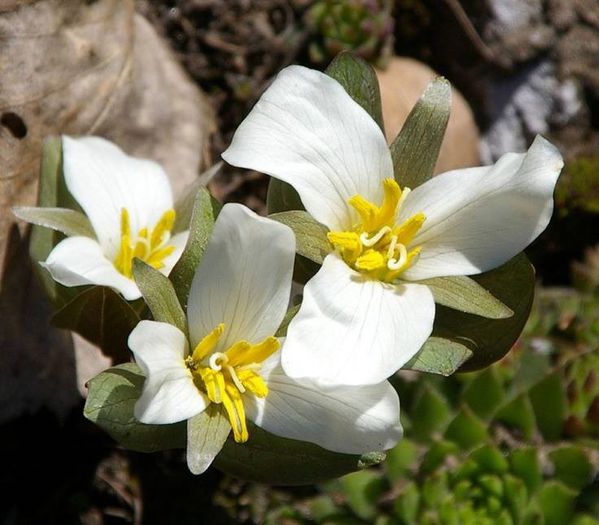 1607012_465981326839781_1985142023_n - Magia florilor