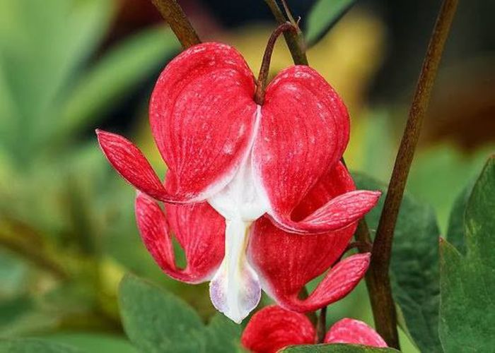 1609690_466961136741800_197248396_n - Magia florilor