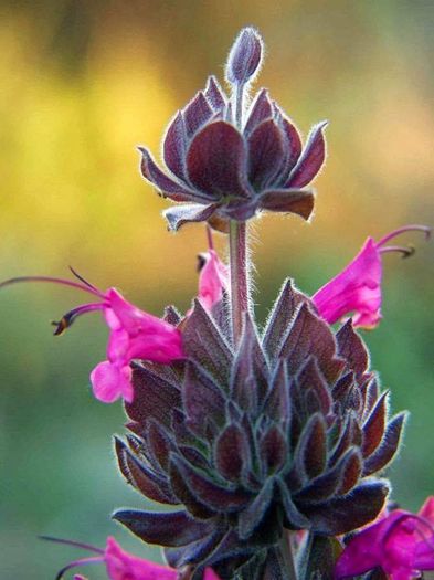 1609802_470888829682364_383354306_n - Magia florilor