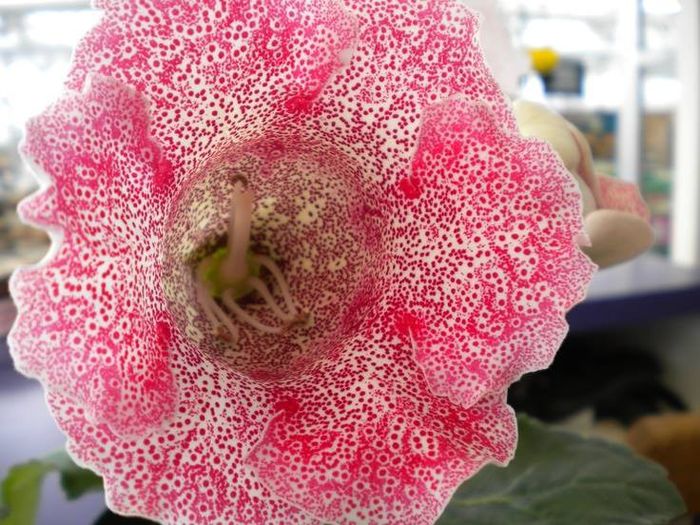 1613890_469796913124889_64953040_n - Magia florilor