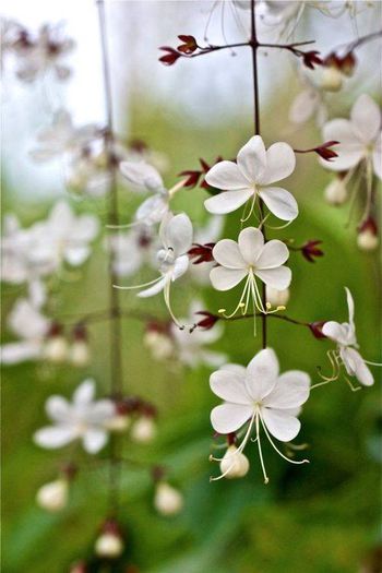 1620590_473686049402642_610807_n - Magia florilor