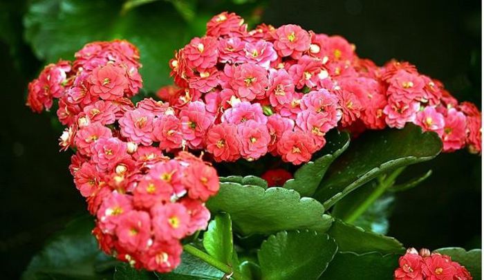 1620906_481170051987575_949335842_n - Magia florilor