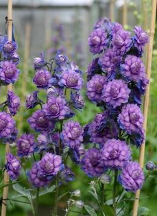 1621681_471426912961889_1038542256_n - Magia florilor