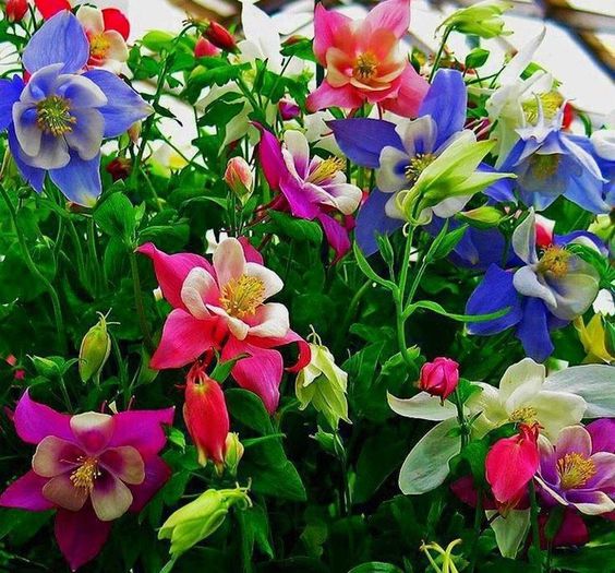 1625746_478390488932198_1966434146_n - Magia florilor