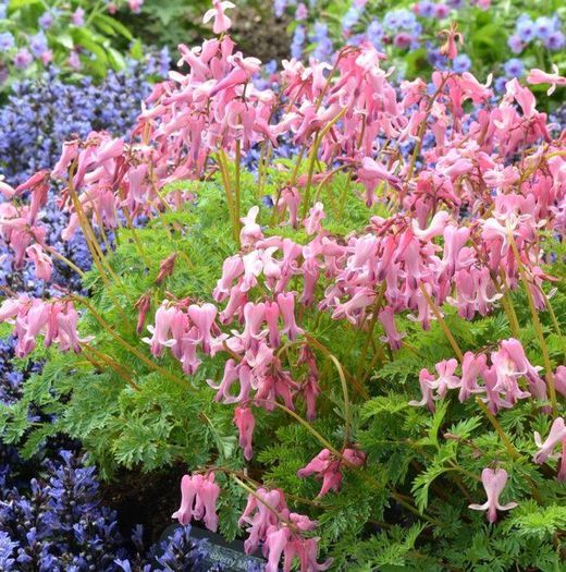 1653994_472251306212783_1607943834_n - Magia florilor