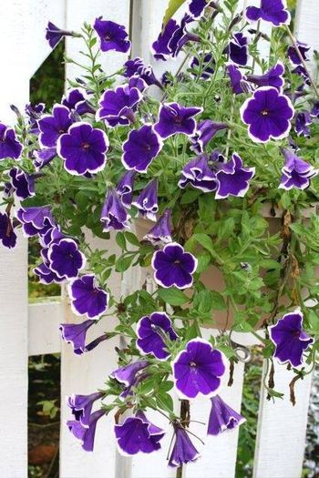 1654447_474581629313084_1003548864_n - Magia florilor