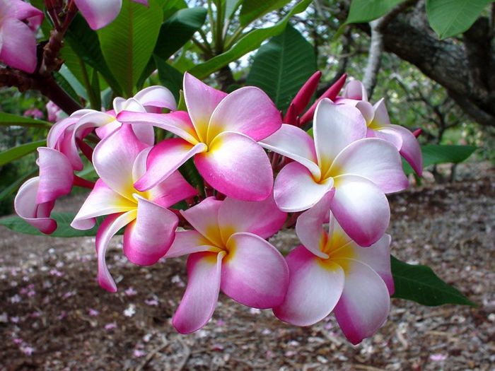 1655433_484272021677378_1684391971_o - Magia florilor