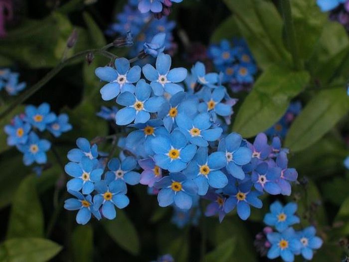 1656423_483367805101133_1027181682_n - Magia florilor