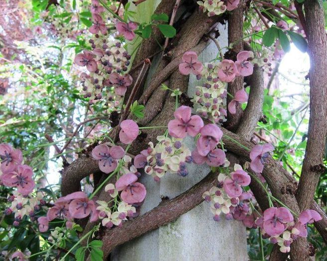 1661115_471827532921827_890328717_n - Magia florilor