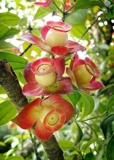 1779291_471829779588269_1751313138_n - Magia florilor