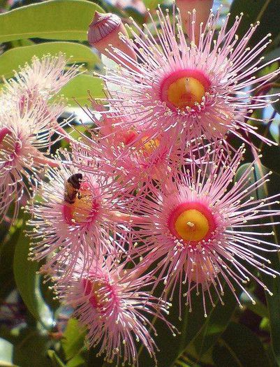 1779701_472567356181178_416778890_n - Magia florilor