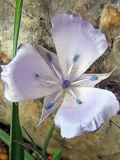 1779868_473295522775028_1738234576_n - Magia florilor