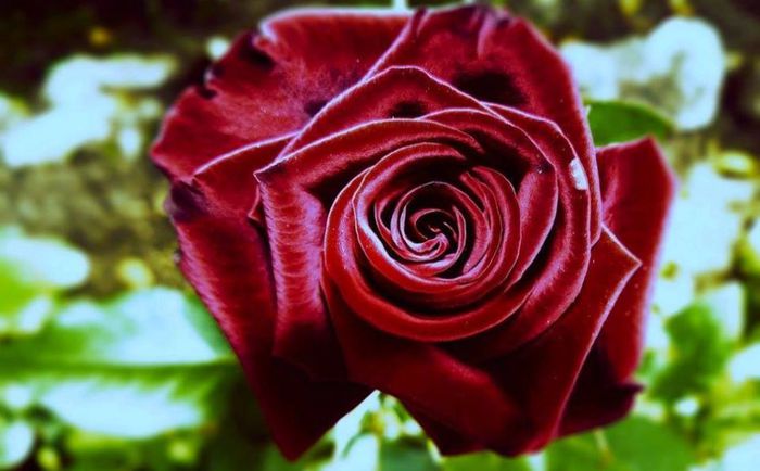 1779971_726307260736168_910554313_n - Magia florilor