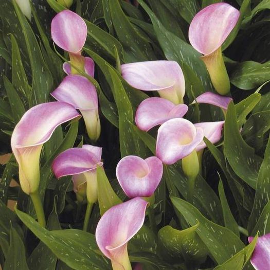 1780914_473917162712864_1266780543_n - Magia florilor