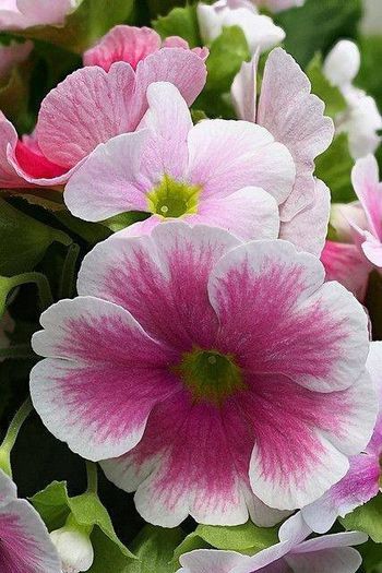 1924536_484192658351981_2014415213_n - Magia florilor