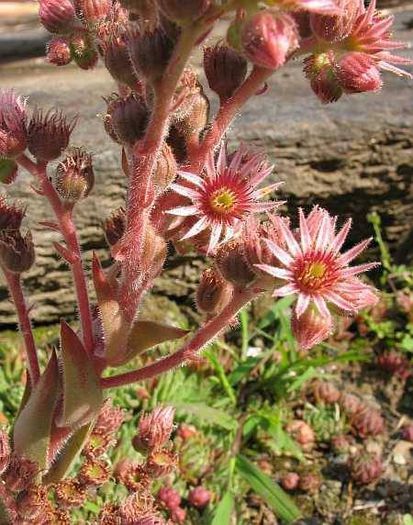 1926723_480555468715700_883103130_n - Magia florilor