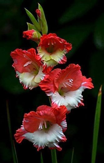 1939959_632727840116336_1329655241_n - Magia florilor