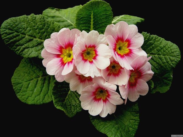 1979289_484277051676875_233689728_o - Magia florilor