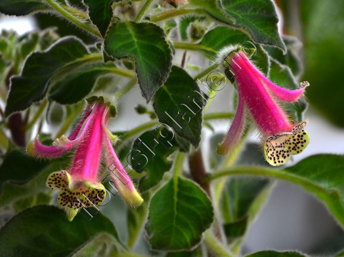 Kohleria Luci s Super Girl - KOHLERIA IV - Hibrizii mei - My hybrids