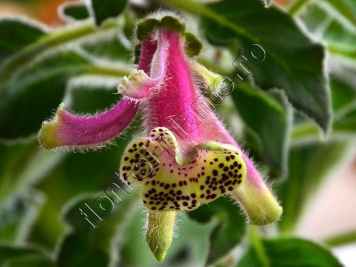 Kohleria Luci s Super Girl - KOHLERIA IV - Hibrizii mei - My hybrids