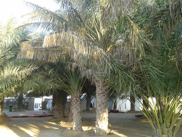 abu dhabi 1698