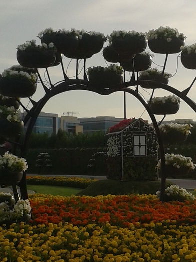 abu dhabi 1009 - Miracle Garden   Dubai