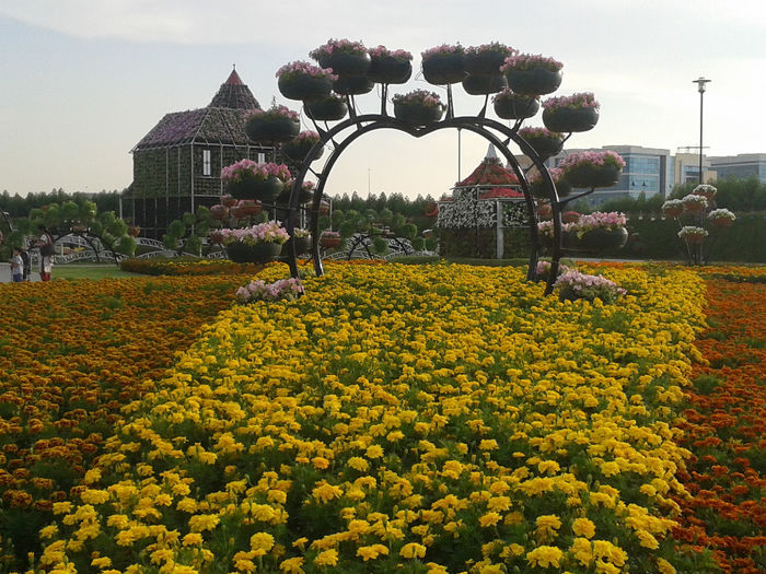 abu dhabi 1022 - Miracle Garden   Dubai