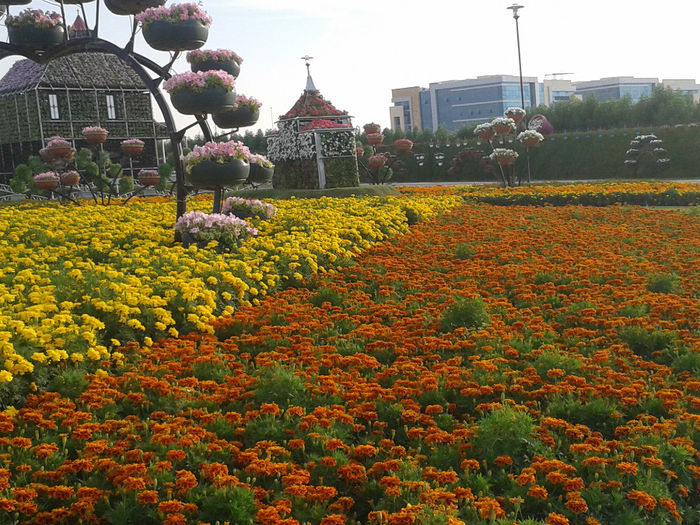 abu dhabi 1024 - Miracle Garden   Dubai