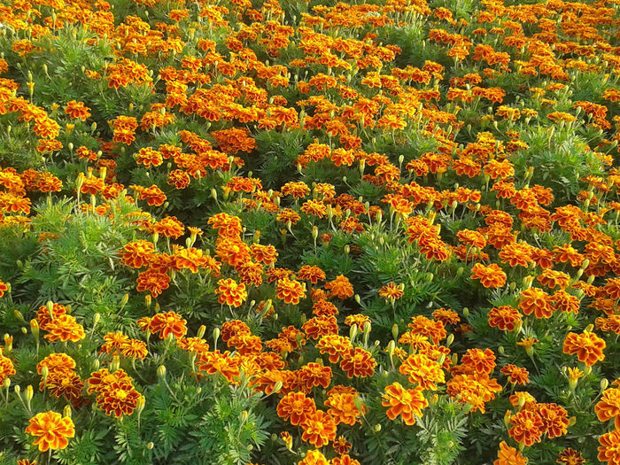 abu dhabi 1025 - Miracle Garden   Dubai
