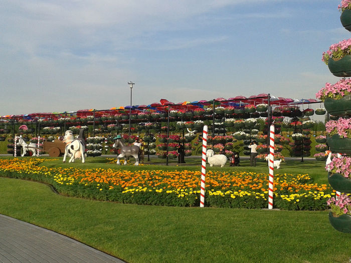 abu dhabi 1070 - Miracle Garden   Dubai