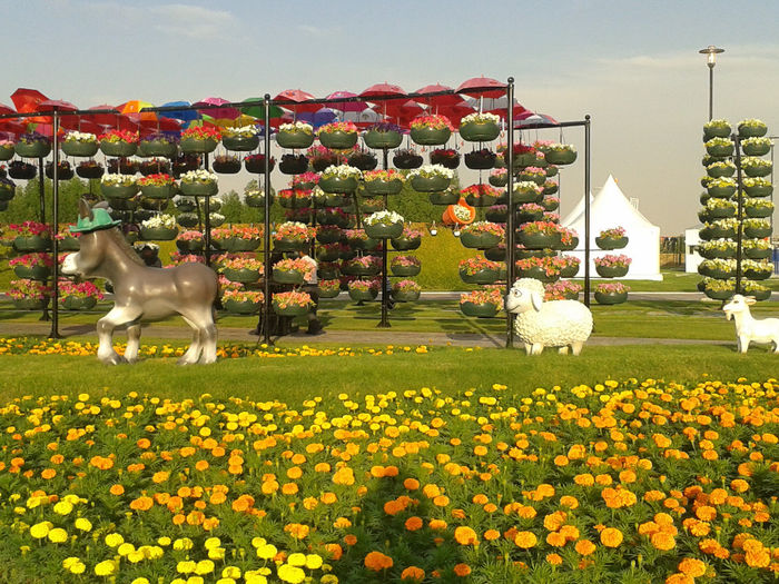 abu dhabi 1072 - Miracle Garden   Dubai