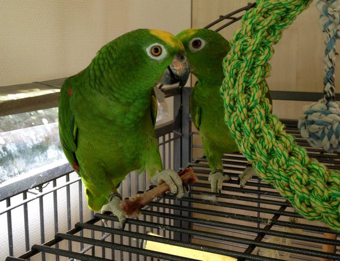 image - papagal amazonian
