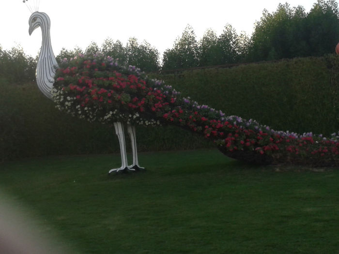 abu dhabi 1118 - Miracle Garden   Dubai
