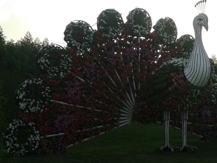 abu dhabi 1119 - Miracle Garden   Dubai
