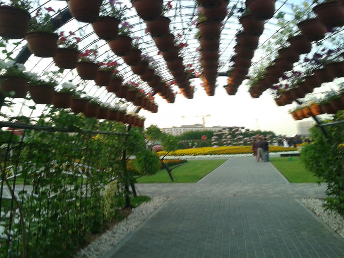 abu dhabi 1136 - Miracle Garden   Dubai
