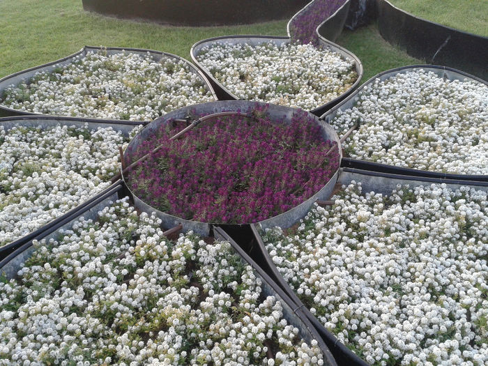 abu dhabi 1138 - Miracle Garden   Dubai