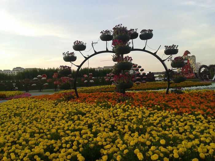 abu dhabi 1140 - Miracle Garden   Dubai