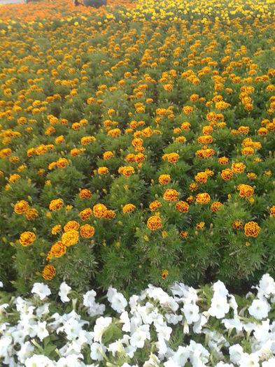 abu dhabi 1141 - Miracle Garden   Dubai