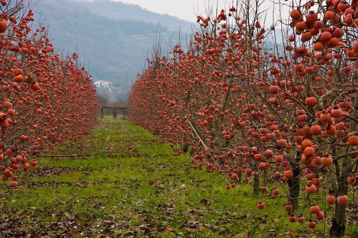 Persimmon sau Kaki sau curmal oriental; (Diospyros Kaki)mar japonez;sint mai multe soiuri de la galben-portocaliu-rosu
