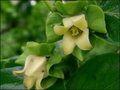 Persimmon-floare feminina; (Diospyros Kaki)
